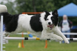 Wink-Dog Agility-Jumping